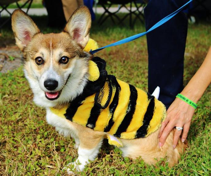 Bring Fido in His Best Costume to a Pet-Friendly Halloween Race in Casselberry. Bring Your Dog to the Howloween Dog Walkathon and Canine Costume Contest in Casselberry.
