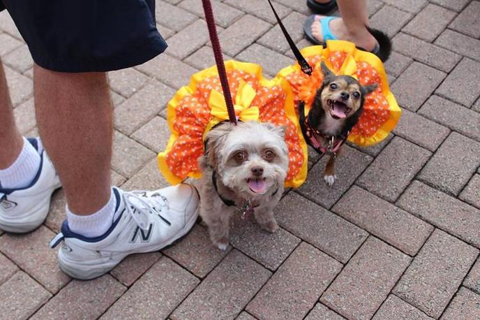 Dress Up Your Pup For This Pet-Friendly Halloween Race Around the Gateway Complex. The Trick or Trot 5k Is a Pet-Friendly Halloween Race in Gettysburg.