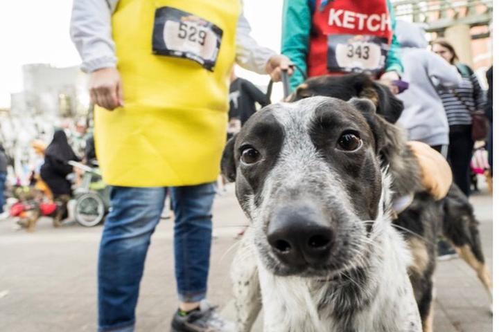 Bring Your Dog to a Pet-Friendly Halloween Race.