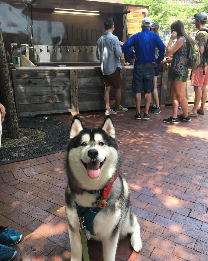 Boston's Trillium Brewing Company’s Garden on the Greenway is dog friendly. Bring Fido to Trillium Brewing Company’s Garden on the Greenway in Boston.