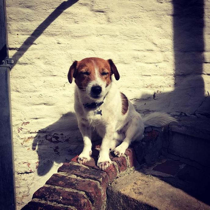 Bring Fido to the 500 year old Bruges beer garden, Cafe Vlissinghe. Cafe Vlissinghe in Bruges is a 500 year old dog-friendly beer garden.