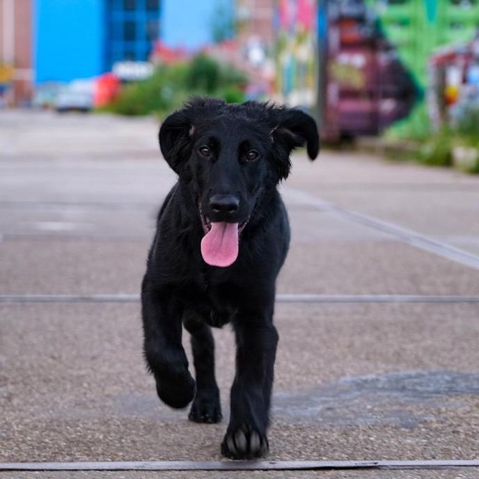Noorderlicht Café in Amsterdam is a sustainable and dog-friendly beer garden. Enjoy stunning views with your dog at environmentally conscious beer garden, Noorderlicht Café.