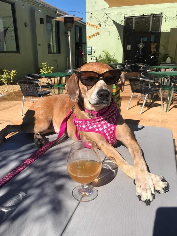 The beer garden at Pinellas Ale Works in Saint Pete, FL is one of the most dog-friendly worldwide. Pinellas Ale Works or PAW is one of the most dog-friendly breweries in the world.