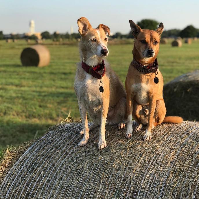 Pet-friendly beer garden and restaurant in Berlin, Luftgarten Bier & BBQ. Spend all day with your dog in the beer garden at Luftgarten Bier & BBQ.