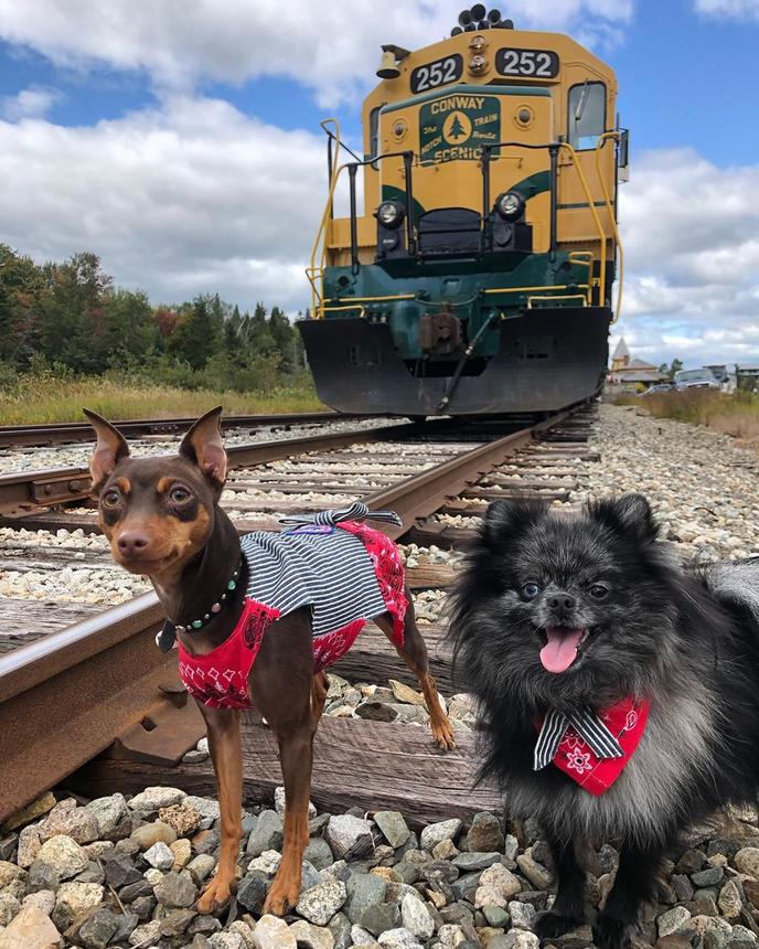 Conway Scenic Railroad Offers Pet-Friendly Train Rides Through the White Mountain Range. Take a Pet-Friendly Train Ride Through the Historic North Conway Train Station.
