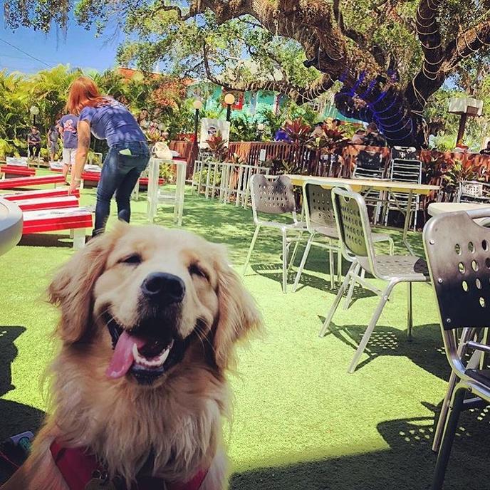Sun's Out, Tongues Out on Motorworks Brewing Pet-Friendly Beer Garden. A Dog Sits With His Tongue Out on Motorworks Brewing's Pet-Friendly Beer Garden in Bradenton.