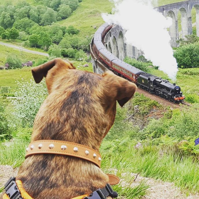 Take a Pet-Friendly Train Ride on the Hogwarts Express. The Jacobite Is a Pet-Friendly Train Ride in Scotland.