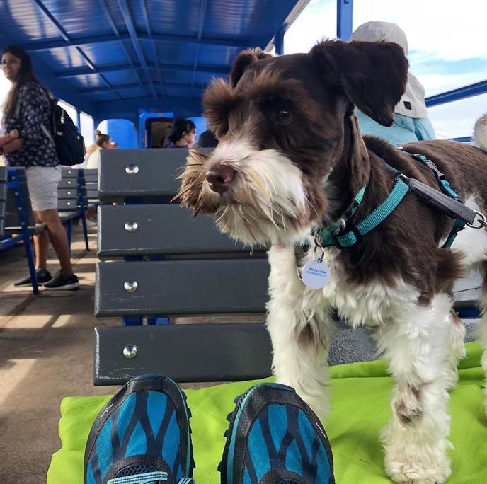 Take a Steam Train Adventure on This Pet-Friendly Train Ride Along the Oregon Coast. The Oregon Coast Scenic Railroad Is a Pet-Friendly Train Ride on the West Coast.