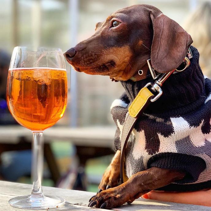 People’s Park Tavern Is a Pet-Friendly Beer Garden in Austin. Your Dog Will Love These Pet-Friendly Beer Gardens Around the World.