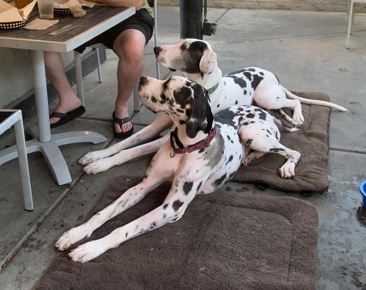 Rocket Dog Gourmet Brats & Brew restaurant view 1