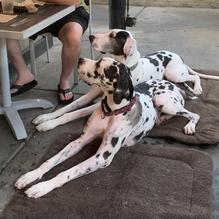 Rocket Dog Gourmet Brats & Brew restaurant view 1