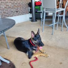 Groovy Goat restaurant view 6