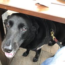 Dogfish Head Brewings & Eats restaurant view 15