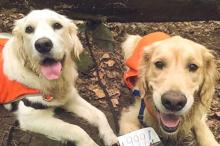 10 "Pawsome" Geocaches to Sniff Out With Fido
