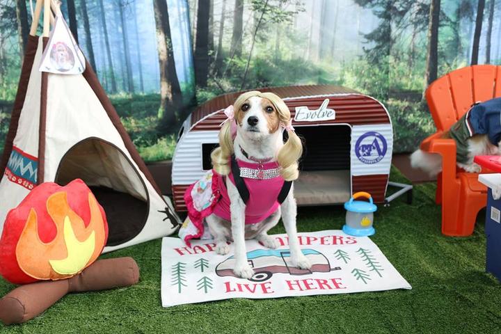 Bring Fido to These Pet-Friendly November Events.