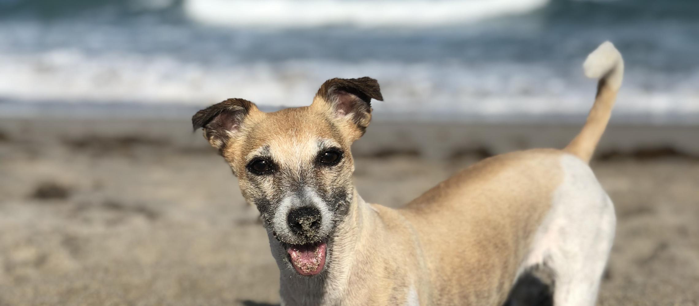 Dog Friendly Riviera Beach, FL