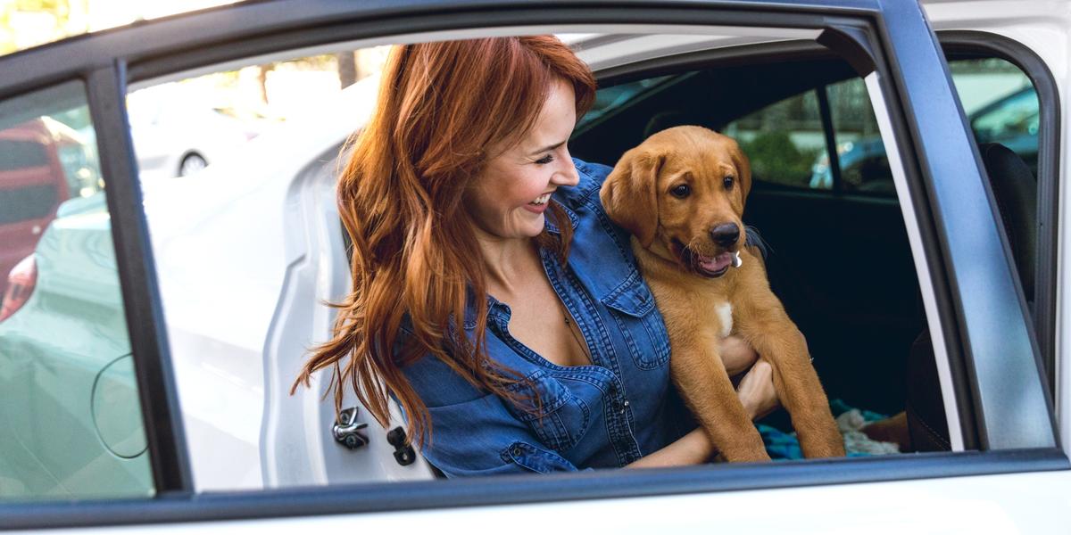 can dogs ride in uber