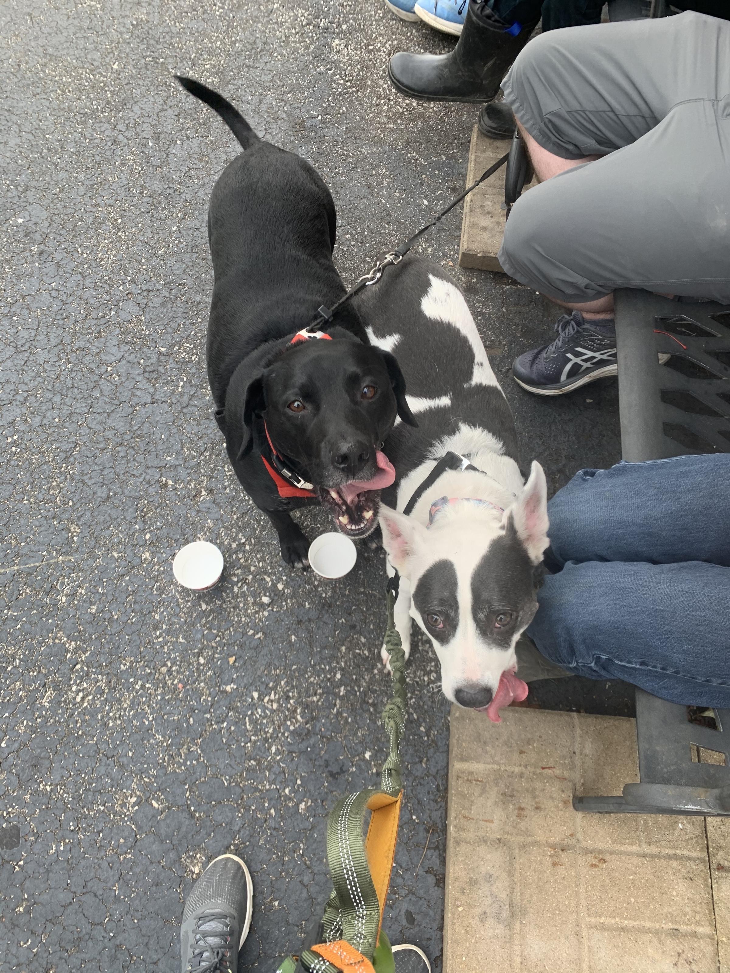 Pup cups ⋆ BringFido