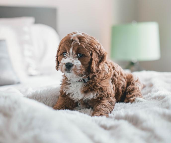 Elyton Hotel is one of the South's most pet-friendly hotels. A dog lounges on the bed at the pet-friendly Elyton Hotel.
