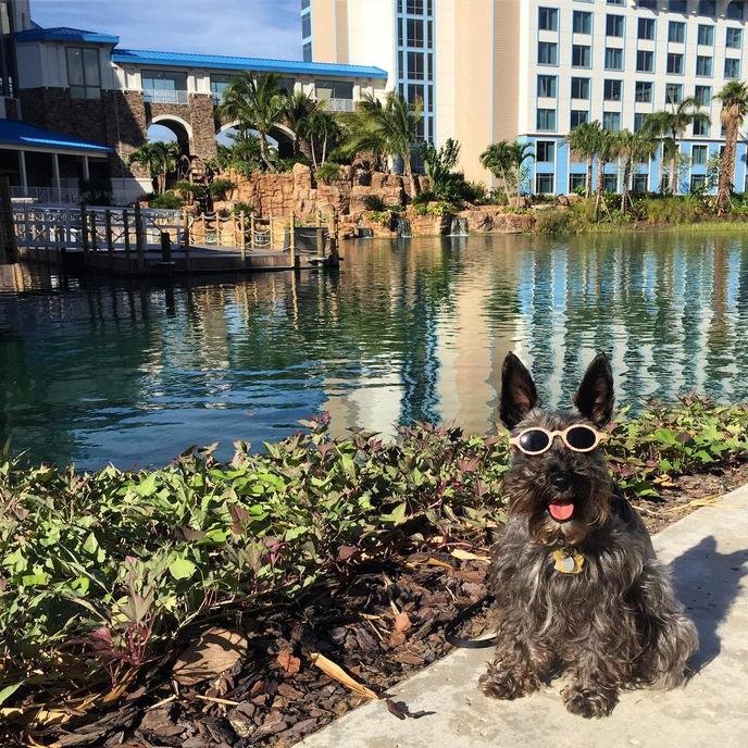 A happy pup at the pet-friendly Loews Sapphire Falls Resort. A pup in shades enjoys the vibe at the pet-friendly Loews Sapphire Falls Resort.