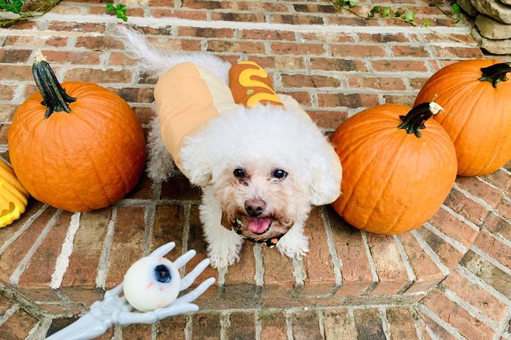 Homemade dog treats for Halloween