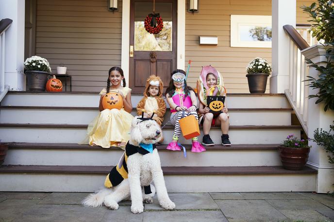 Going trick or treating with the dog. A dog gets ready to go trick or treating with the family.
