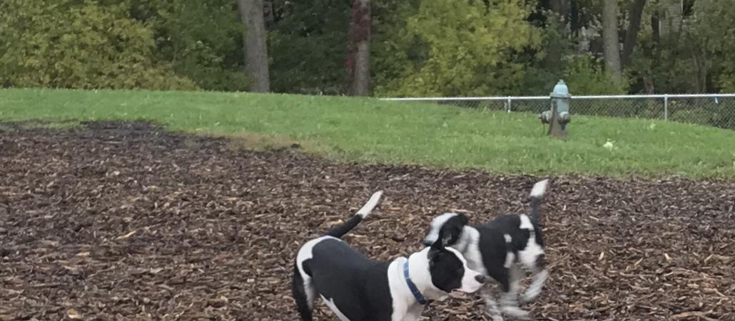 Dog Friendly Cedar Falls, IA