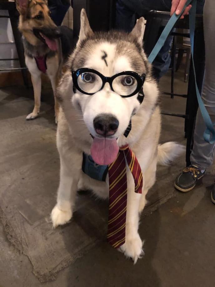 An Evening at Hogwarts Is a Dog-Friendly November Event in Winfield. A Husky Dresses as Harry Potter for An Evening at Hogwarts in Winfield.