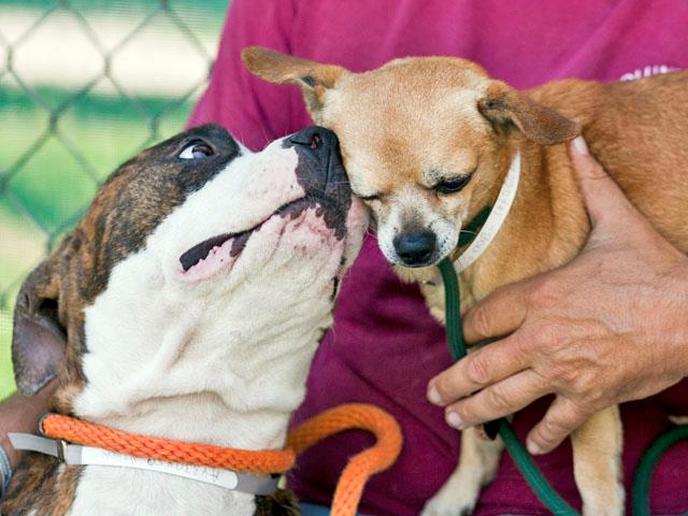 Bring Your Dog to the Doggie Street Festival, an Annual Dog-Friendly November Event in San Diego. The Doggie Street Festival Is an Annual Dog-Friendly Event in San Diego.