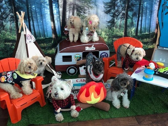 Bring Fido to This One-of-a-Kind Dog-Friendly November Event in NYC!