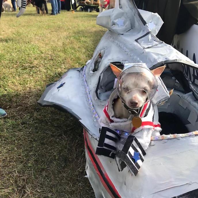 Poochamania Is the Dog-Friendliest Celebration in San Antonio. Poochamania Is a Pet-Friendly November Event in San Antonio.