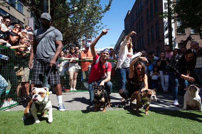 Don't Miss the Running of the Bulldogs at Pet-a-Palooza Day of the Dog in Scottsdale. Pet-a-Palooza Day of the Dog Is a Dog-Friendly November Event in Scottsdale.
