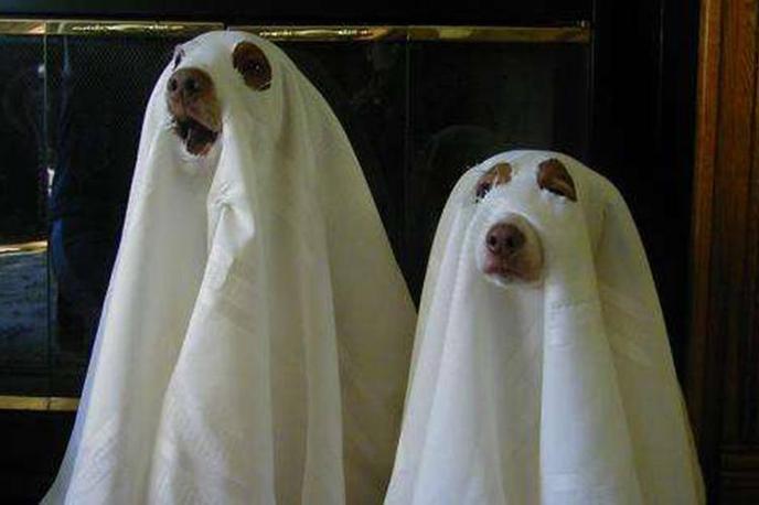 Take a pet-friendly ghost tour of the capital of Canada with The Haunted Walk of Toronto. The Haunted Walk of Toronto welcomes dogs.