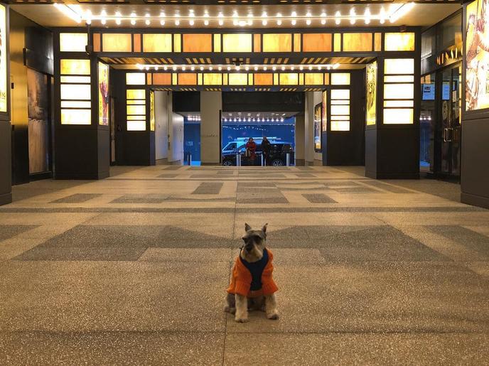 Bring Fido on a pet-friendly ghost tour in NYC with The Haunted Broadway Theaters Walking Tour. The Haunted Broadway Theaters Walking Tour in New York City welcomes dogs.