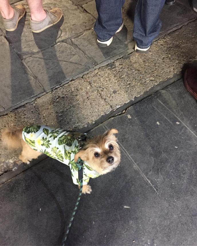 Dogs are welcome on three pet-friendly ghost tours with Ghost City Tours in New Orleans. Join Ghost City Tours in New Orleans for a pet-friendly ghost tour.