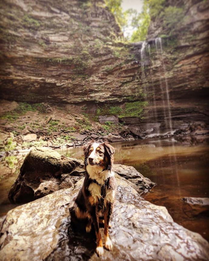 Hit the Cedar Falls Trail for a Pet-Friendly Waterfall Hike in Arkansas. Cedar Falls Is a Pet-Friendly Waterfall Hike in Petit Jean, AR.