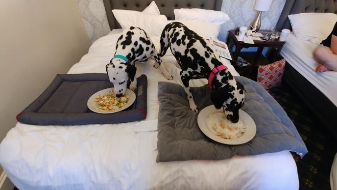 Fido Will Dig Dinner From the Hawthorne Hotel's Dog Room Service Menu. Hawthorne Hotel Is a Pet-Friendly Hotel in Salem With a Dog Room Service Menu.
