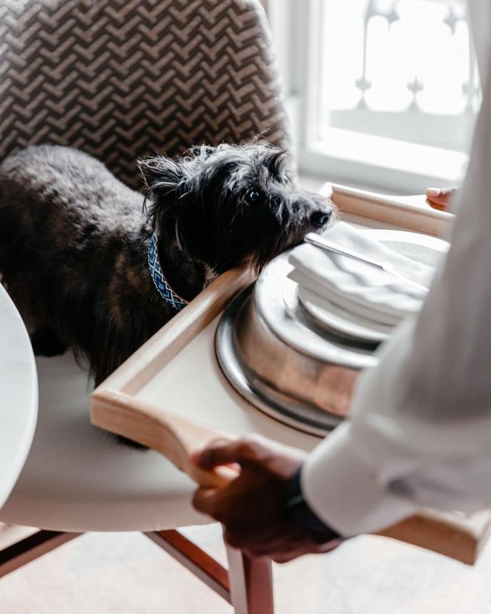 Treat Fido to the Hotel Crescent Court's Dog Room Service Menu. Hotel Crescent Court Is a Pet-Friendly Hotel in Dallas, TX With a Dog Room Service Menu.