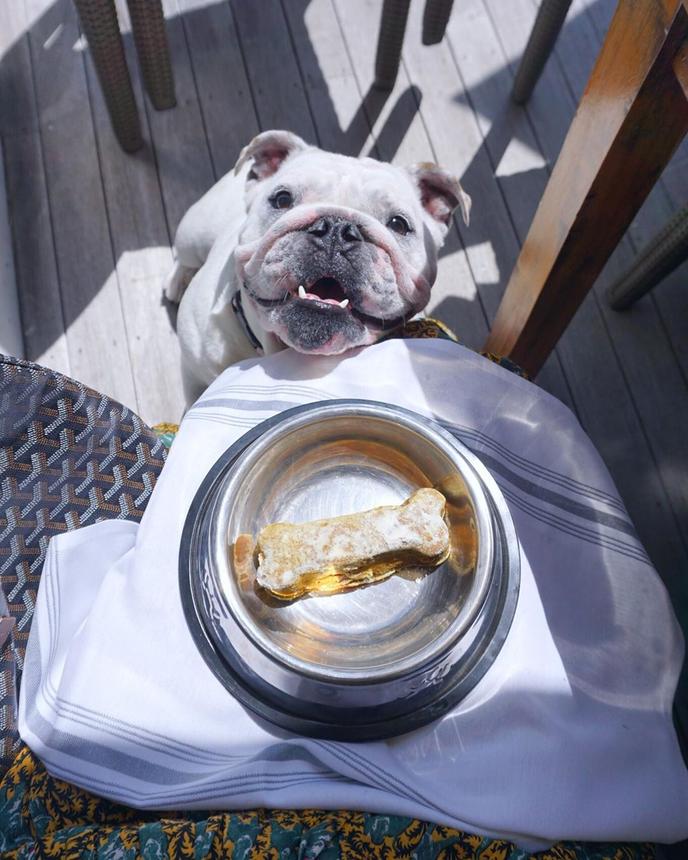 The Inn By the Sea's Dog Room Service Menu Has Dinner and Dessert Options for Fido! Inn by the Sea Is a Pet-Friendly Hotel in Cape Elizabeth With a Dog Room Service Menu.