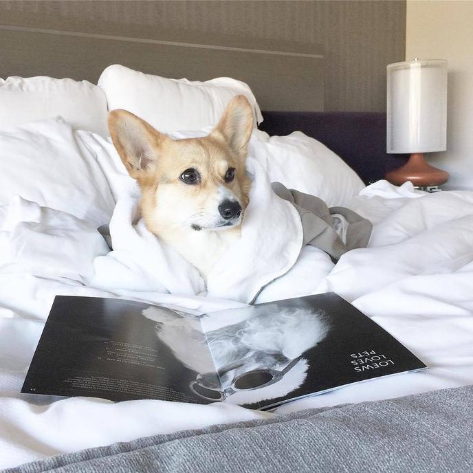 Loews Loves Pets, and Your Pet Will Love Loews Miami Beach Hotel's Dog Room Service Menu! Loews Miami Beach Hotel Is a Pet-Friendly Hotel With a Dog Room Service Menu in Miami.