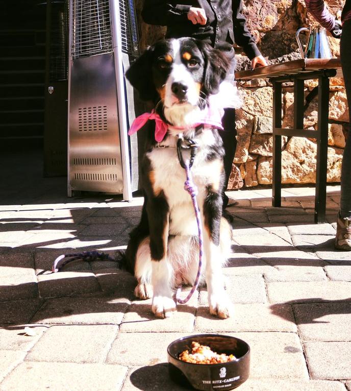 Let Fido Try the German Shepherd’s Pie From the Ritz-Carlton Bachelor Gulch's Dog Room Service Menu. Your Dog Will Love the Ritz-Carlton Bachelor Gulch's Dog Room Service Menu in Colorado.