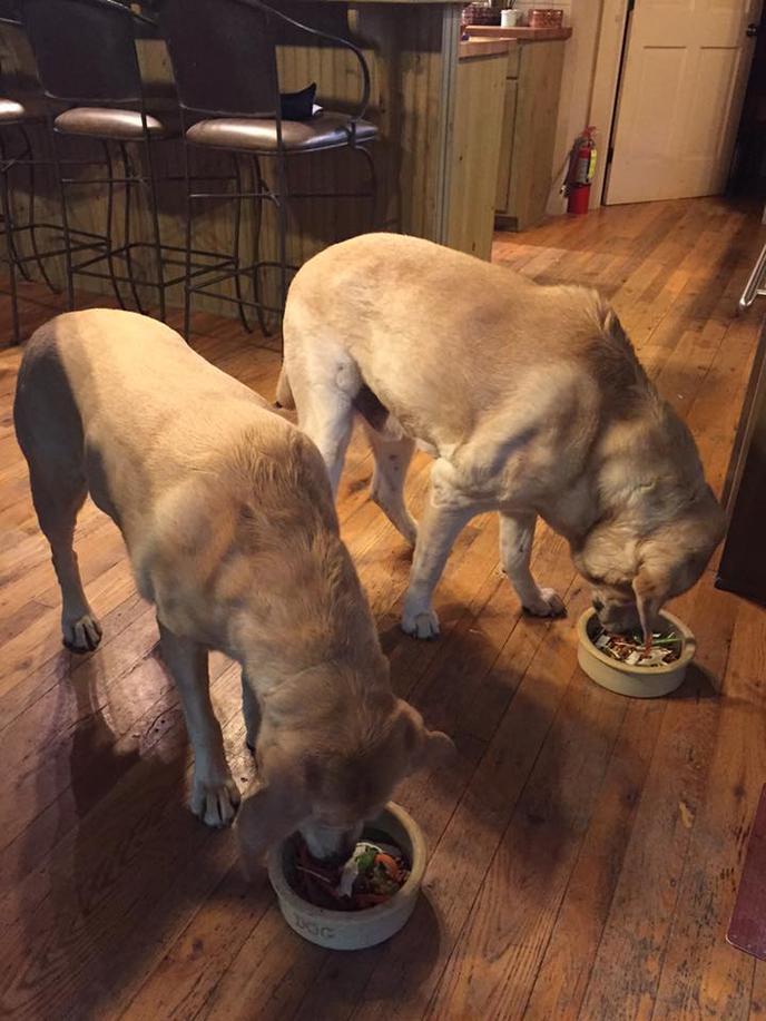 The Dog Room Service Menu at Savage River Lodge Has Him Covered For Dinner and Dessert! Savage River Lodge Is a Pet-Friendly Hotel in Frostburg With a Dog Room Service Menu.