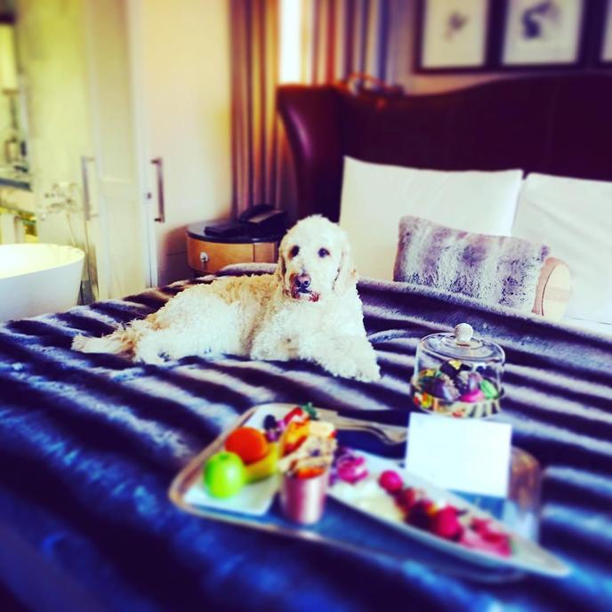Fido Will Love the Puppy Menu at the St. Regis Aspen. St. Regis Aspen Is a Pet-Friendly Hotel With a Dog Room Service Menu in Colorado.