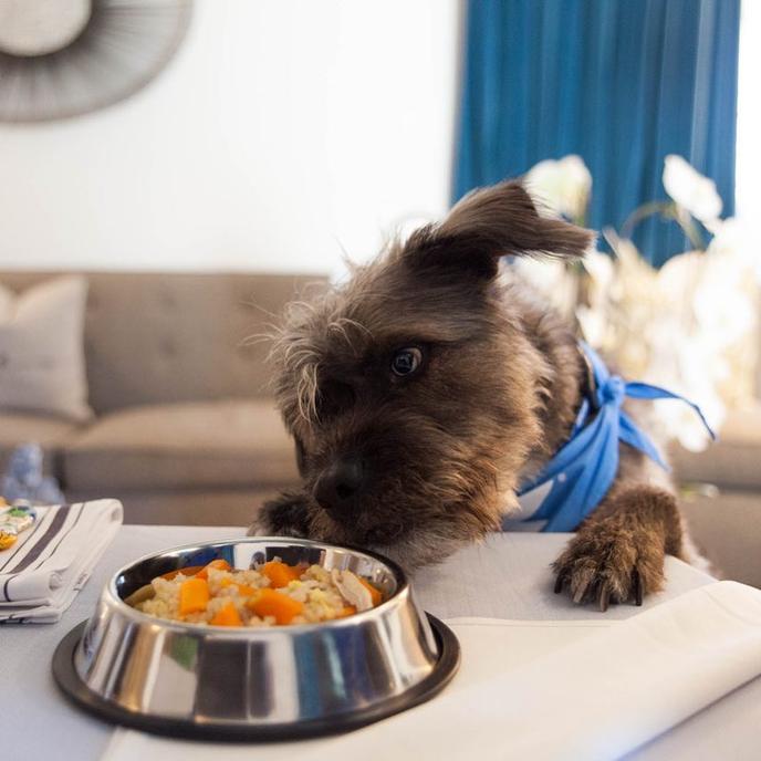 Order From The Fairmont's Dog Room Service Menu and Have Breakfast With Fido The Fairmont Miramar Hotel Is a Pet-Friendly Hotel in California With a Dog Room Service Menu.
