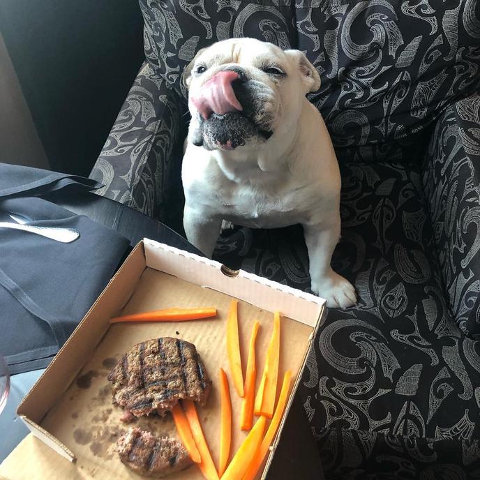 The Iron Horse Hotel's Dog Room Service Menu Is a Top Notch Meal for Your Furry Friend. The Iron Horse Hotel Is a Pet-Friendly Hotel in Milwaukee With a Dog Room Service Menu.
