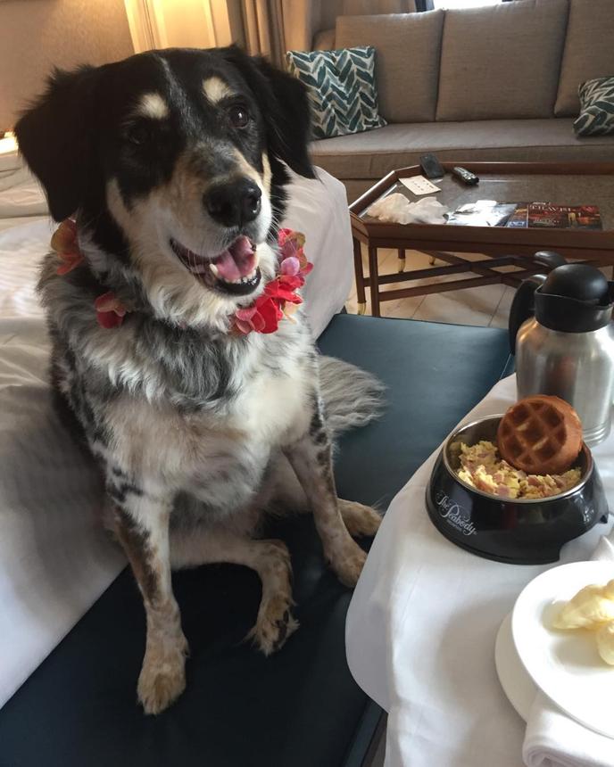 The Peabody Has a Dog Room Service Menu With a Variety of Options for your Canine Connoisseur.. The Peabody Memphis Is a Pet-Friendly Hotel in Memphis With a Dog Room Service Menu.