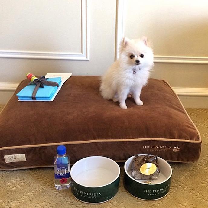 The Peninsula Beverly Hills Is a Luxury Hotel with a Luxury Dog Room Service Menu. The Peninsula Beverly Hills Is a Pet-Friendly Hotel With a Dog Room Service Menu in California.