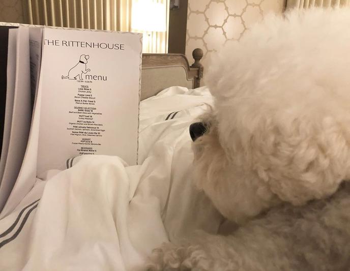 Treat Your Best Friend to a PUP'sicle off the Dog Room Service Menu at The Rittenhouse Hotel. The Rittenhouse Hotel Is a Pet-Friendly Hotel With A Dog Room Service Menu in Philadelphia.