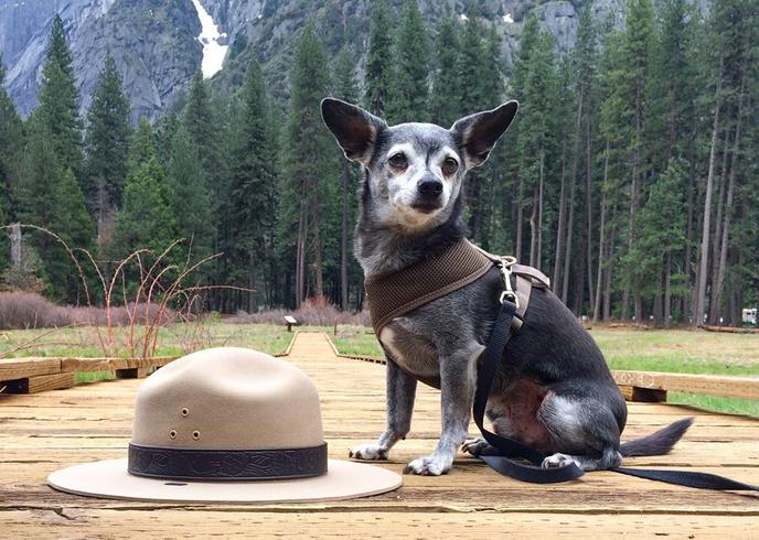 Hike With Fido to a 620-Foot Waterfall on the Bridalveil Falls Trail. Bridalveil Falls Is a Pet-Friendly Waterfall Hike in Yosemite National Falls.