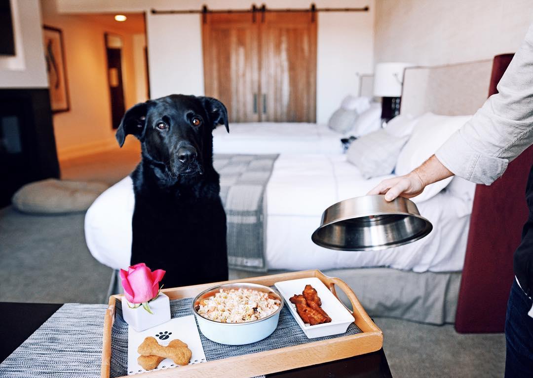 The Pawsh Life 18 Hotels with Dog Room Service Menus